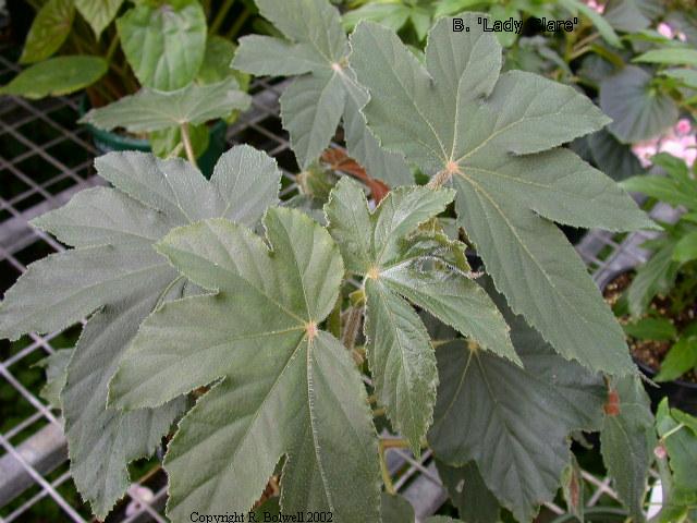 B. ‘Lady Clare’